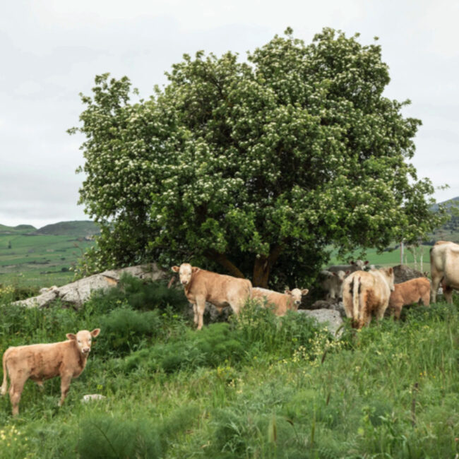 Foto di Sandro Scalia