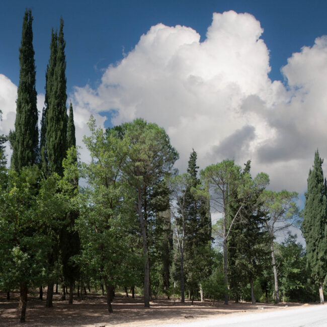 Bosco della Quisquina - Foto Sandro Scalia