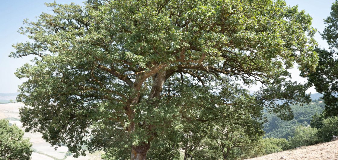 La Quercia Grande -  Foto di Sandro Scalia