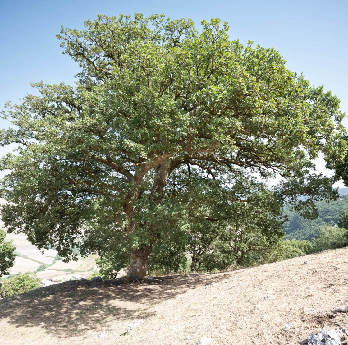 La Quercia Grande -  Foto di Sandro Scalia